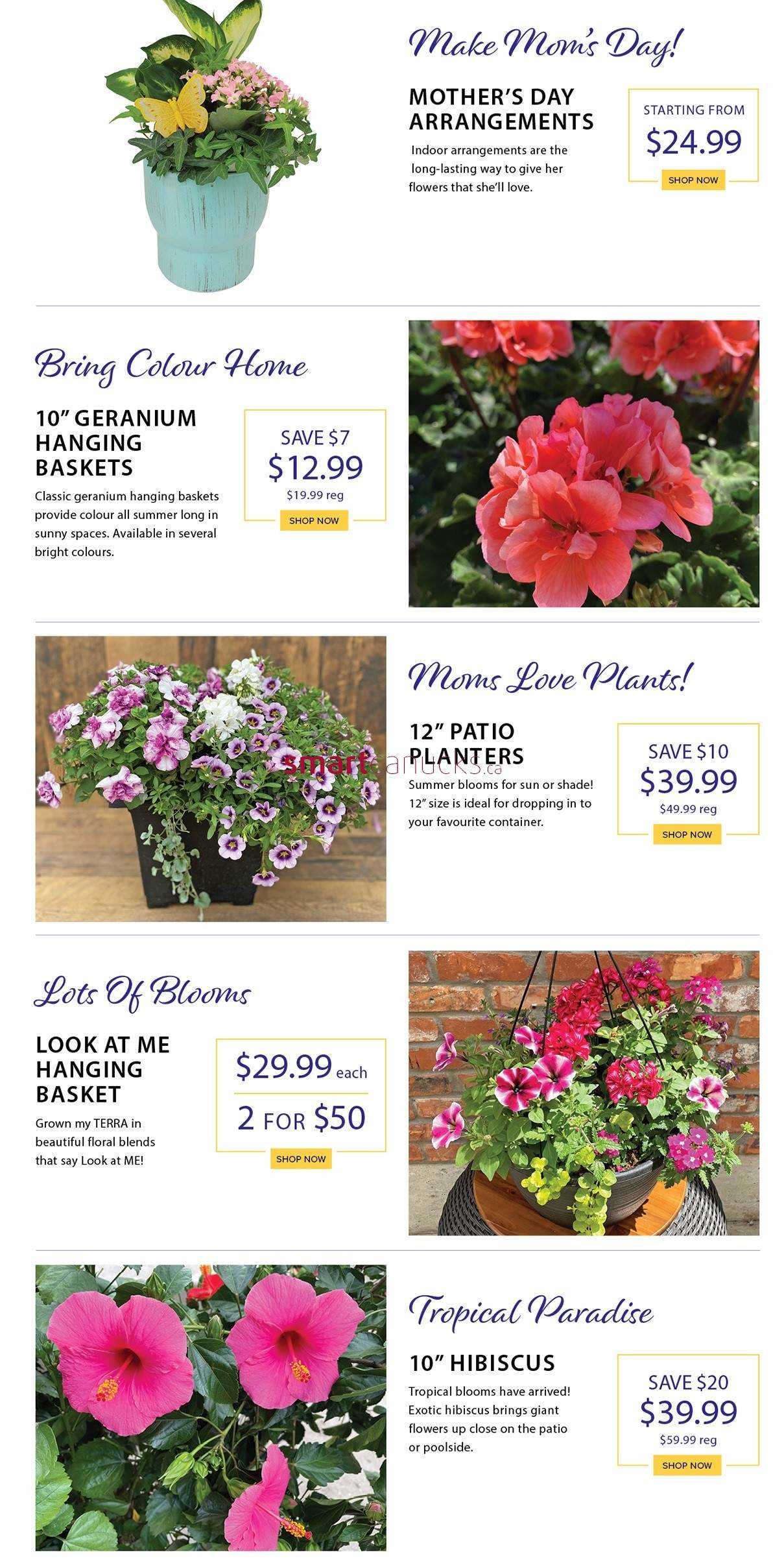 Terra Greenhouses Flyer May 10 to 16