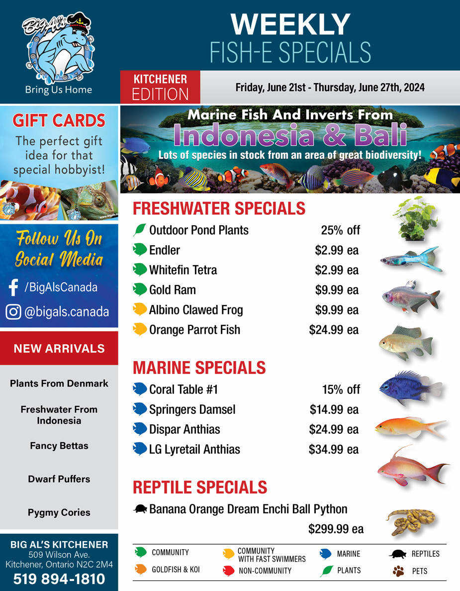 Big Al's (Kitchener) Weekly Specials June 21 to 27